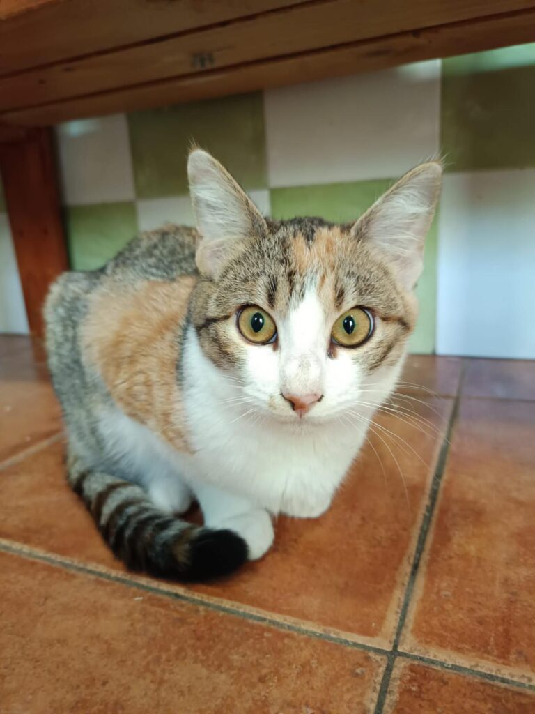 multimedia-foto91863-674-1