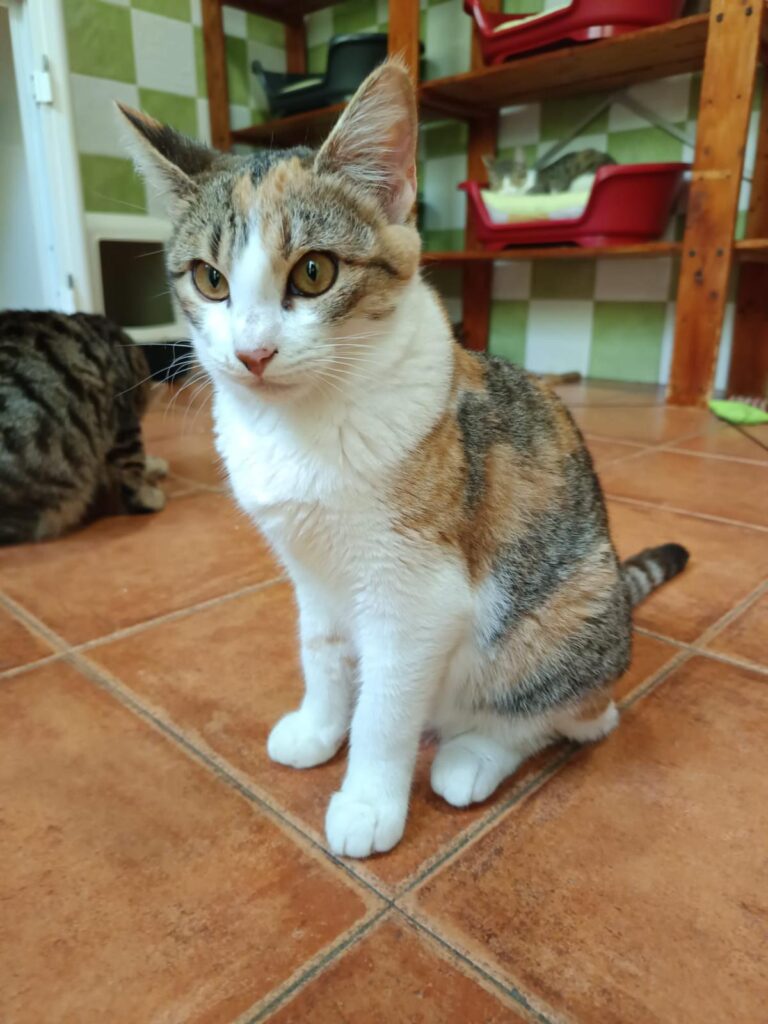 multimedia-foto91864-674-1