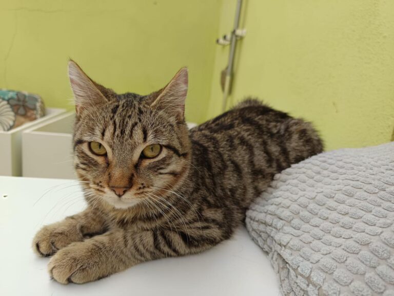 multimedia-foto91868-722-1