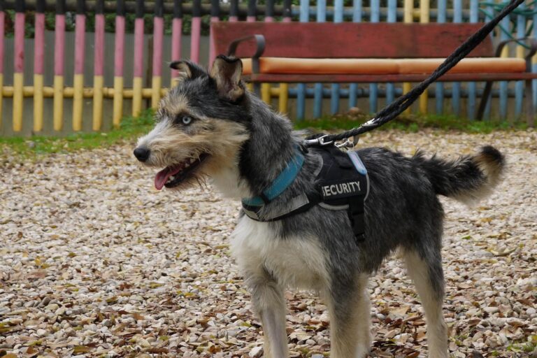 multimedia-foto91890-437-1