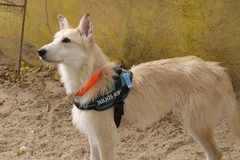 multimedia-foto91896-578-1