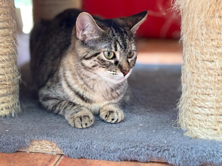 multimedia-foto91908-751-1