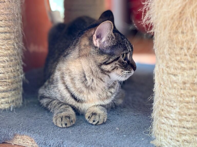 multimedia-foto91909-751-1