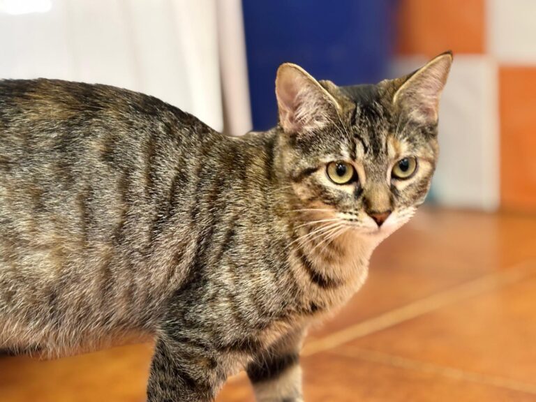 multimedia-foto91911-751-1