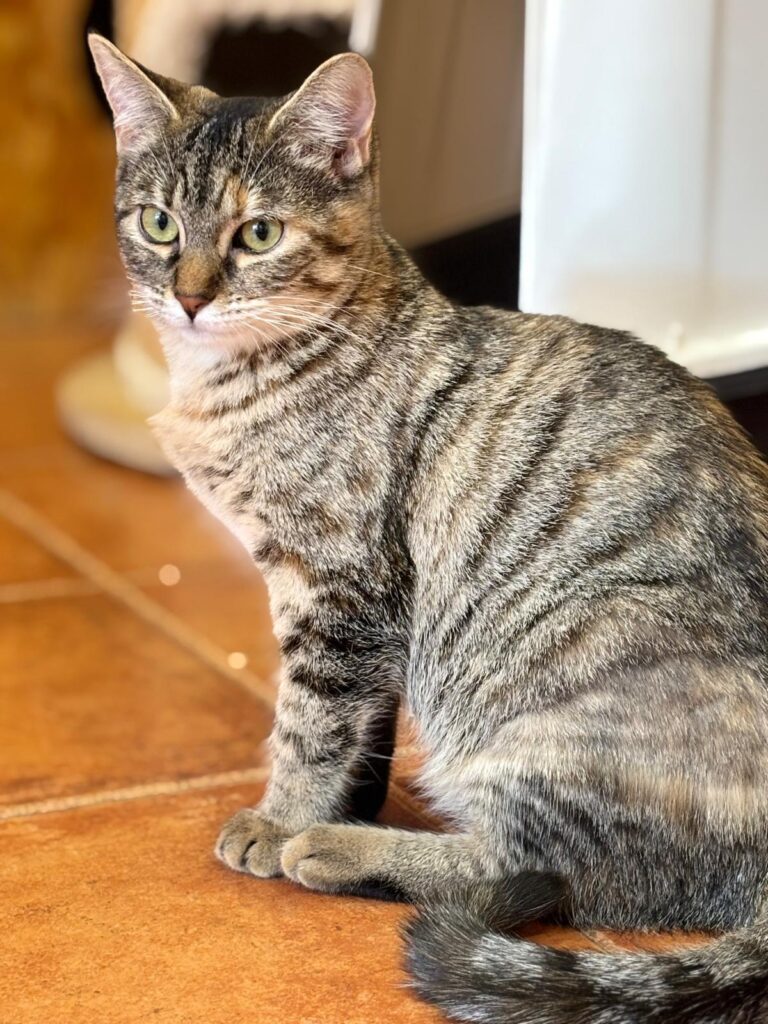 multimedia-foto91912-752-1