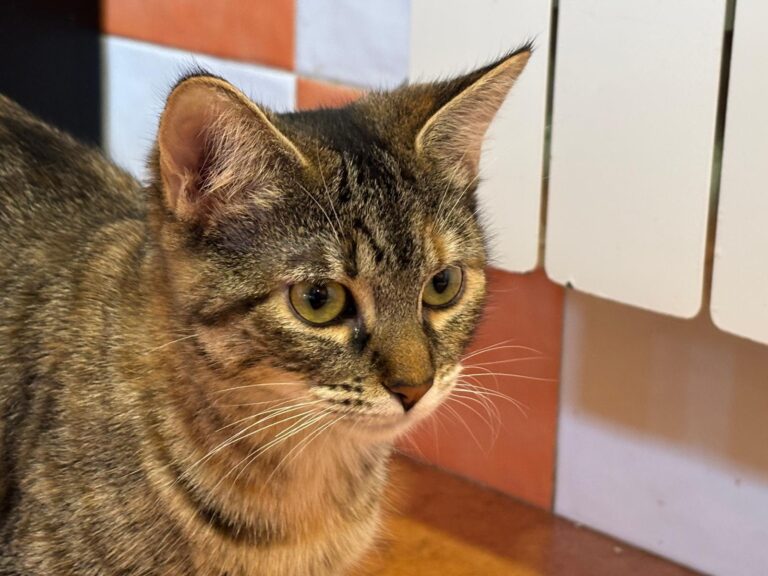 multimedia-foto91914-752-1