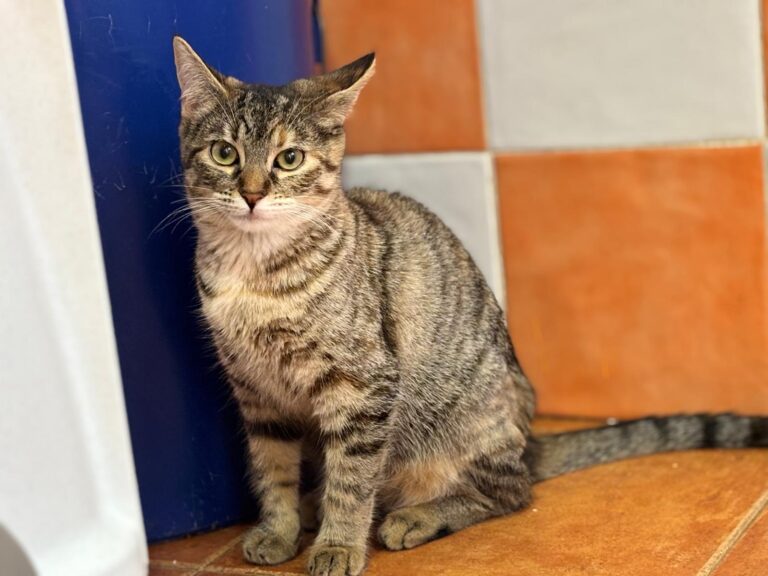 multimedia-foto91915-752-1