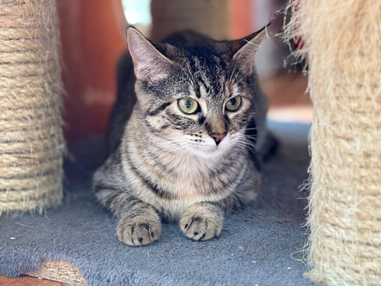 multimedia-foto91916-753-1