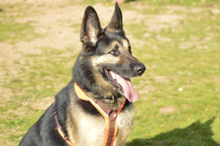 multimedia-foto91922-1000-1