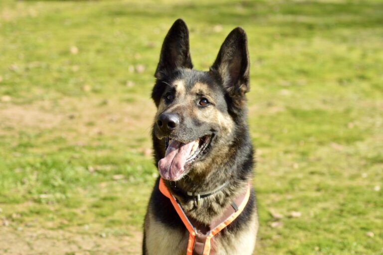 multimedia-foto91923-1000-1