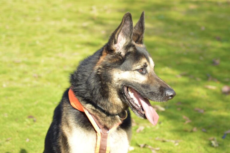 multimedia-foto91924-1000-1