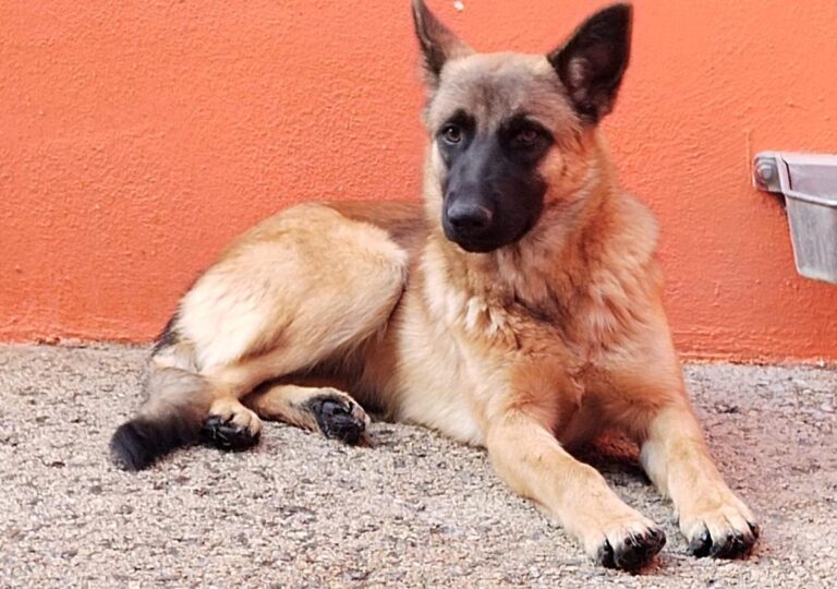 multimedia-foto91938-654-1