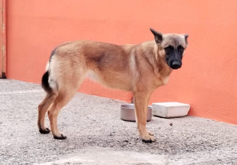 multimedia-foto91939-654-1