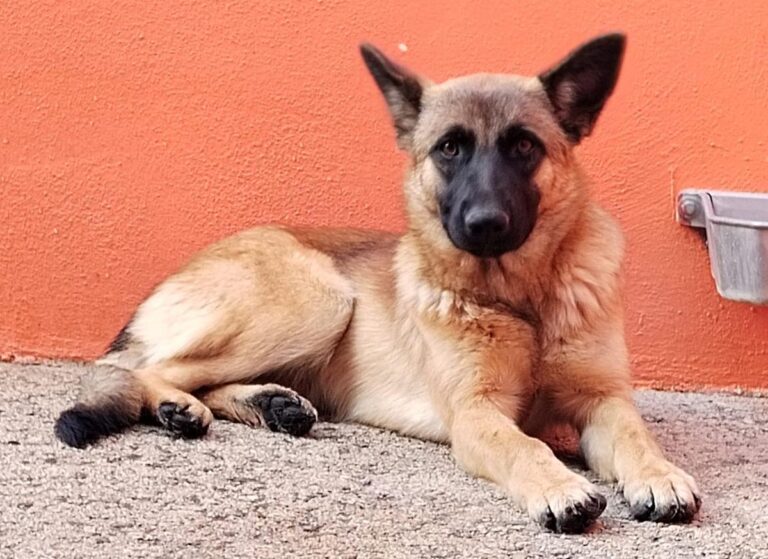 multimedia-foto91942-655-1