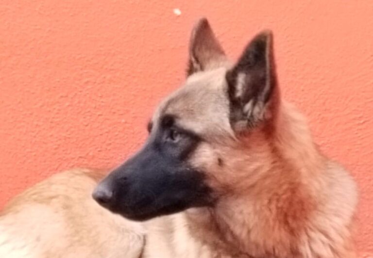 multimedia-foto91943-655-1