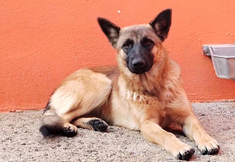 multimedia-foto91945-655-1