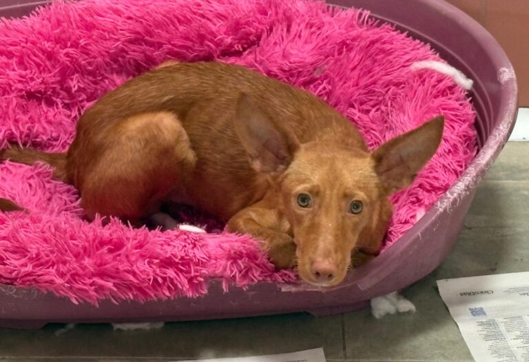 multimedia-foto92031-473-1