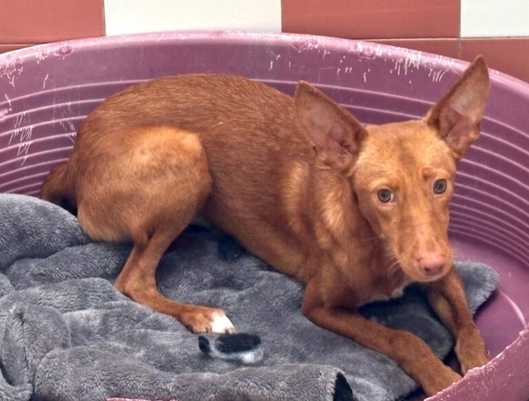 multimedia-foto92034-474-1