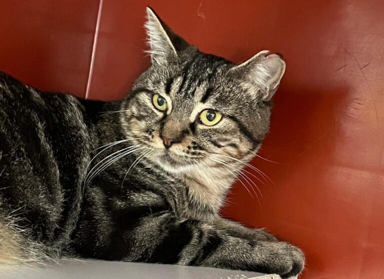 multimedia-foto92041-435-1