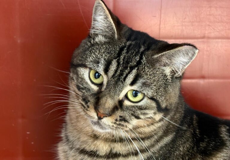 multimedia-foto92042-435-1