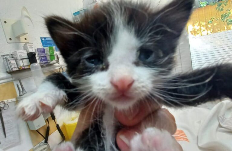 multimedia-foto92117-838-1