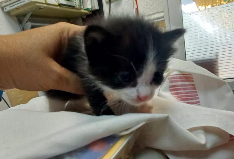 multimedia-foto92119-839-1