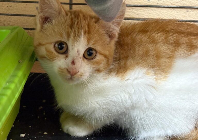 multimedia-foto92128-581-1