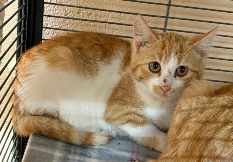 multimedia-foto92129-581-1