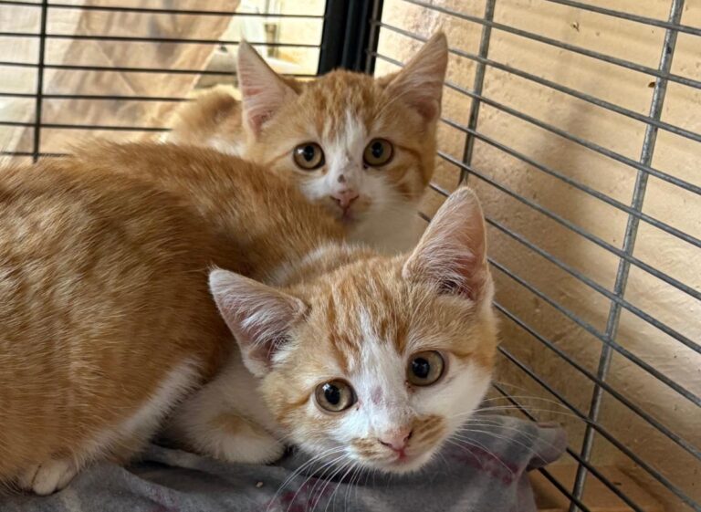 multimedia-foto92130-582-1