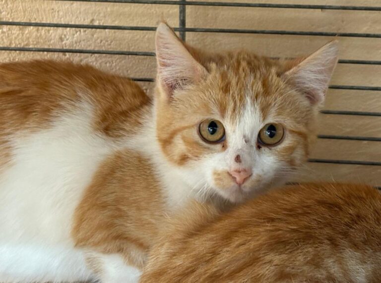 multimedia-foto92131-582-1