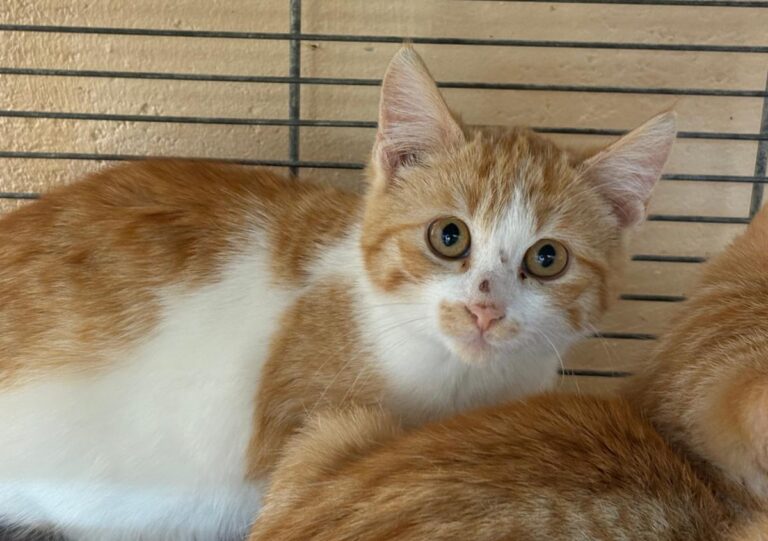 multimedia-foto92134-582-1