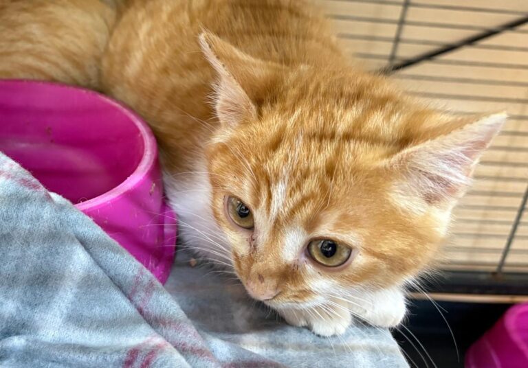 multimedia-foto92141-757-1