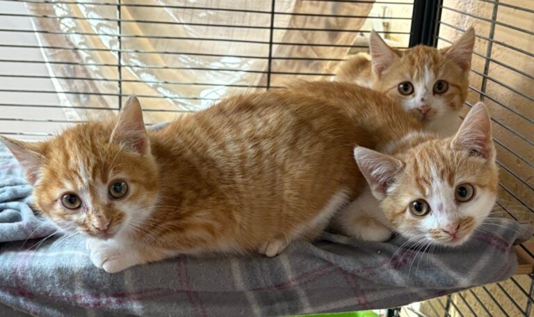 multimedia-foto92142-757-1