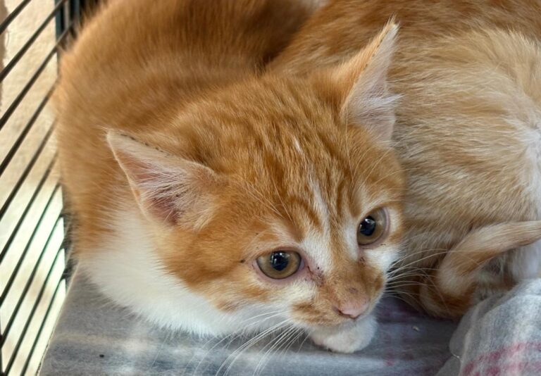 multimedia-foto92145-757-1