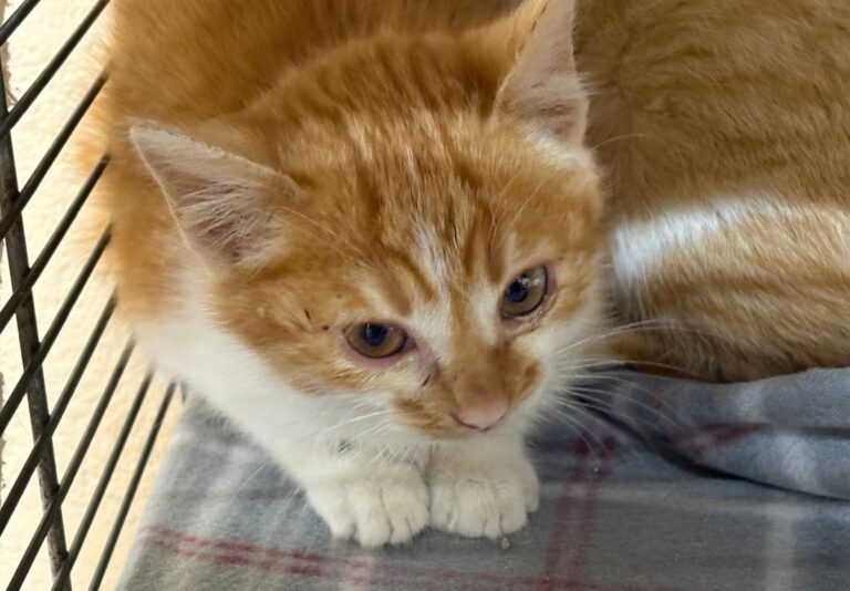 multimedia-foto92147-758-1