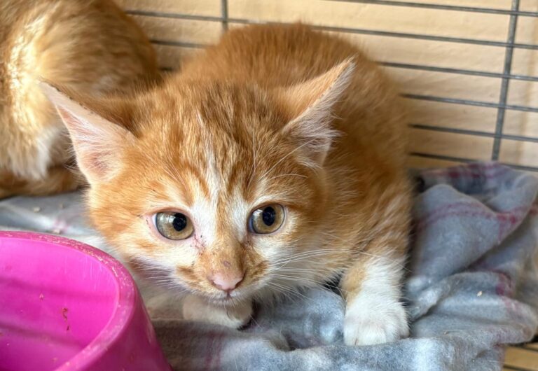 multimedia-foto92148-758-1