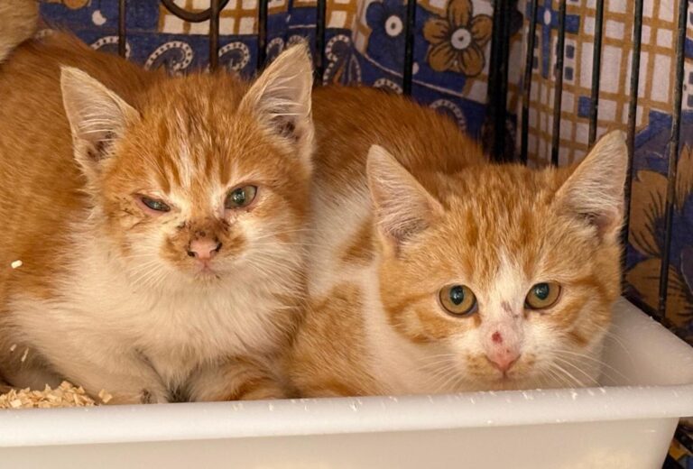 multimedia-foto92149-758-1