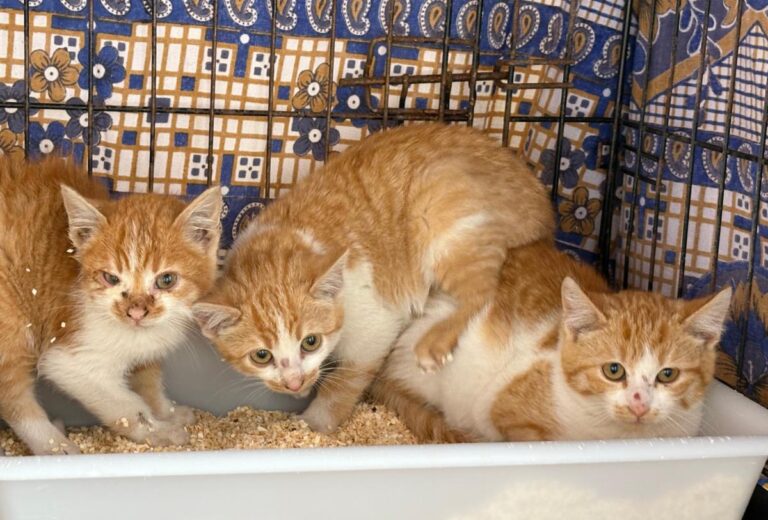 multimedia-foto92150-758-1