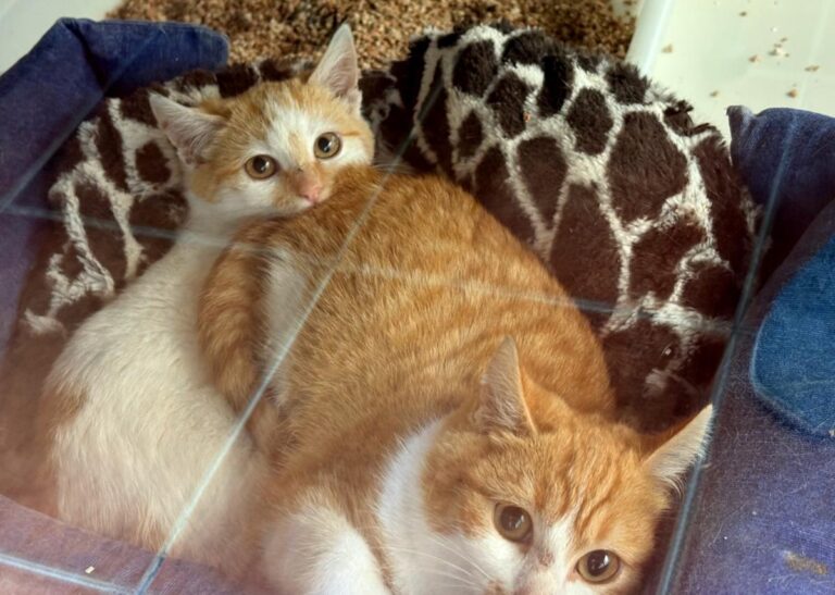 multimedia-foto92151-853-1