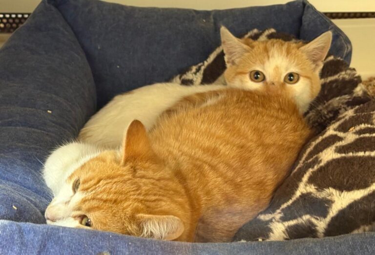 multimedia-foto92152-853-1