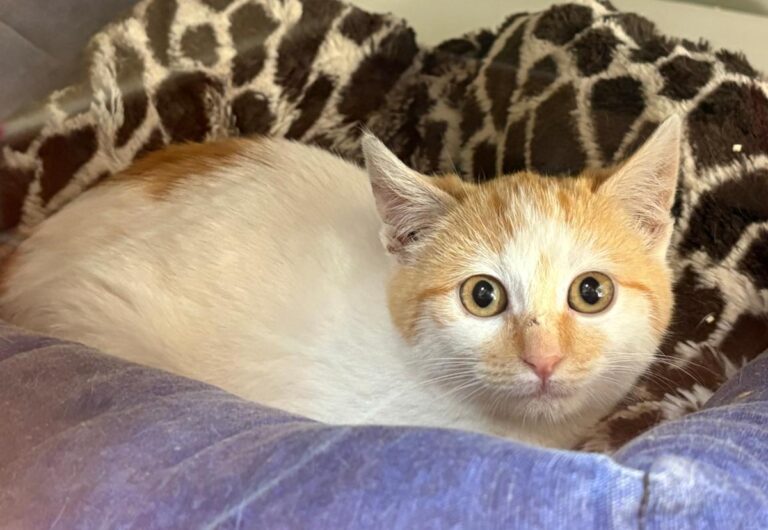 multimedia-foto92153-853-1