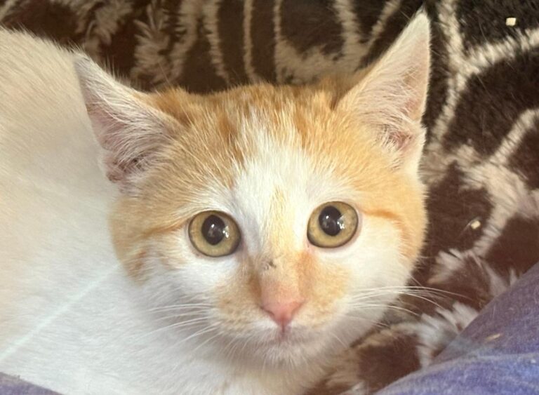 multimedia-foto92154-853-1