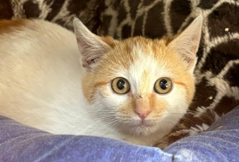 multimedia-foto92155-853-1