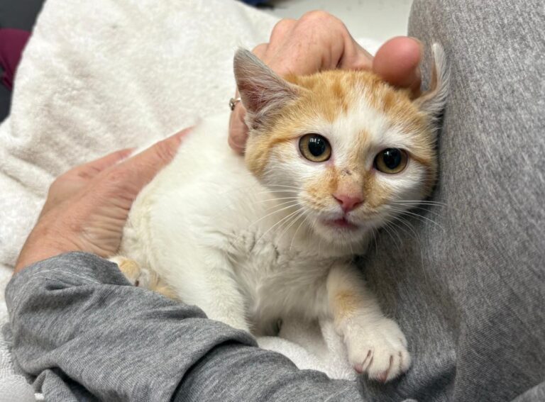 multimedia-foto92156-854-1