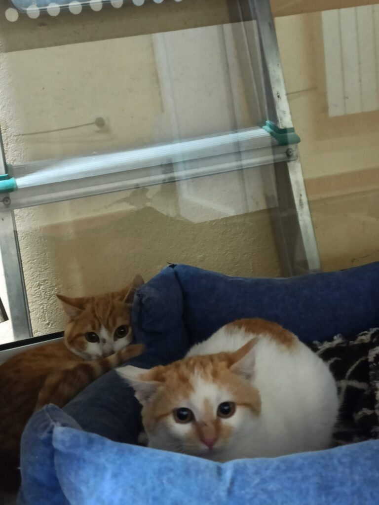 multimedia-foto92163-32-1