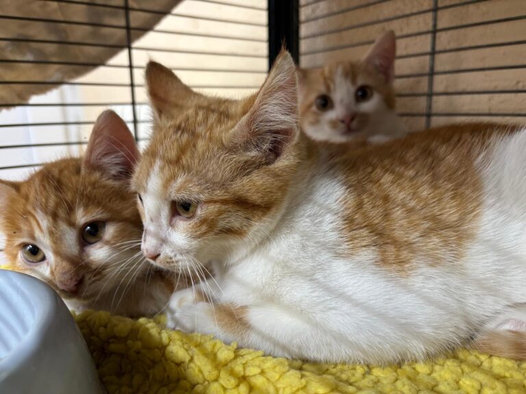 multimedia-foto92170-182-1