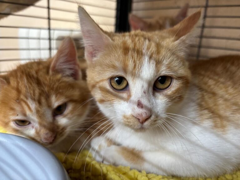 multimedia-foto92171-182-1