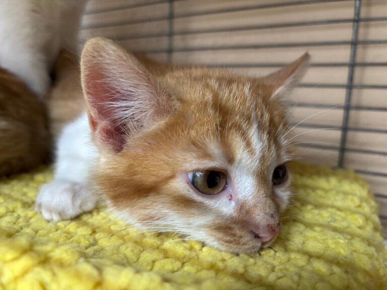 multimedia-foto92172-216-1