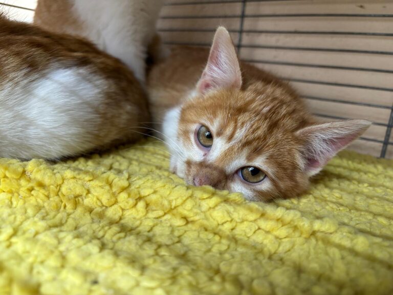 multimedia-foto92173-217-1