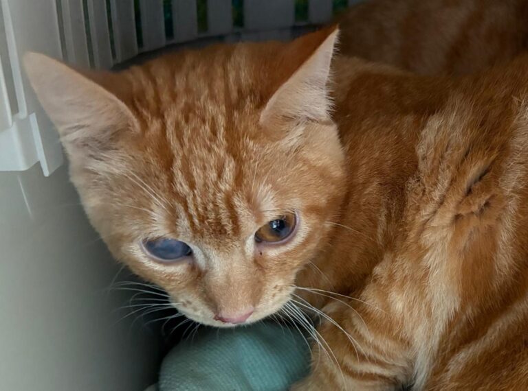 multimedia-foto92175-825-1